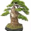 李树春秋