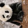 东北熊猫