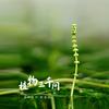 植物三千问