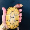 陈冠希🐢🐢