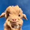 咩总