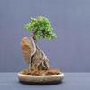 盆景种植