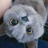西伯利亚蓝猫