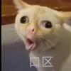 猫毛(接稿)