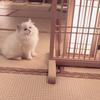 零阿