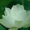 白莲花戏曲