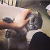 二猫der