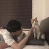 大花猫