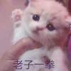 猫侍c