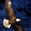 雄鹰展翅