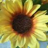 向日葵🌻