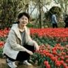 芳芳郁金香