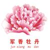 菏泽军香牡丹芍药种植