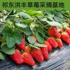祁东洪丰草莓采摘基地