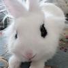 🌈🔆🦄兔子。