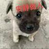 挚