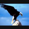 猎鹰🦅