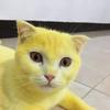 新游测试-小猫