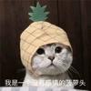 一只菠萝（无畏契约）