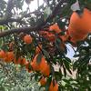 611（奉节脐橙）🍊