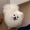 软萌可爱的博美（买🐶私聊）