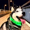 爱吃麻辣香锅的伍宝