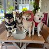 柴犬F4