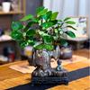 植得绿植空间