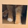 抱猫