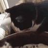 黑猫番薯