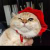 重庆猫妹张宝宝
