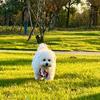 安妮小狗🐶的日常