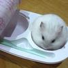 到码头整点鼠饼🐹