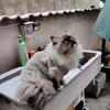 干饭不倒喵🐈
