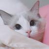 有鱼YOYU
