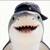 一只吃吃鲨