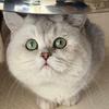 元宝是只傻憨猫🐱