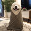 墩爸