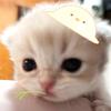 要相信小猫