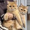 kk和三只大金🐱