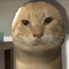 小猫玩手机