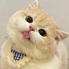 可可猫🐱