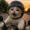 猫猫无敌