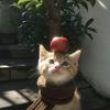 云拾屿
