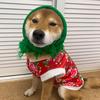 @修猫修狗的常叫兽