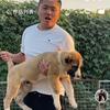 大泽聊犬