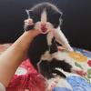 胖明和猫猫