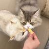 养猫双子星