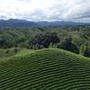 茶农观山