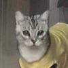 赖赖是只戏精猫